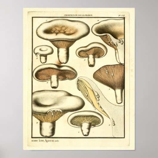 Poster Champignons vintages Brown Blanc Art français Impr (Devant)