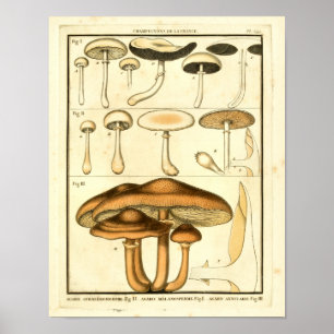 Poster Champignons vintages Brown Blanc Art français Impr