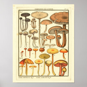 Poster Champignons vintages Brown Jaune Art Français Impr