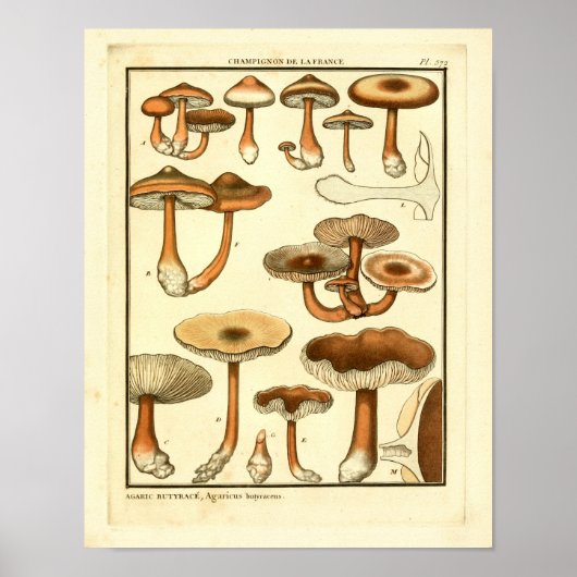 Poster Champignons vintages Casquette Brown Art français (Devant)