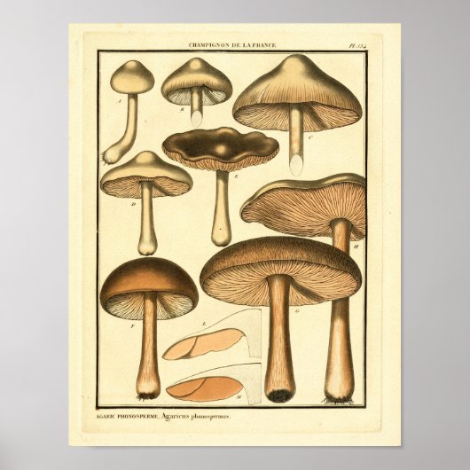 Poster Champignons vintages Casquette Brown Art français (Devant)