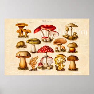 Poster Champignons vintages de rouge de variété de