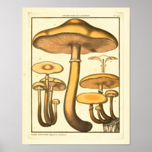 Poster Champignons vintages Fungus Brown Art français Imp (Devant)