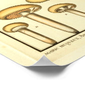 Poster Champignons vintages Fungus Brown Art français Imp (Coin)