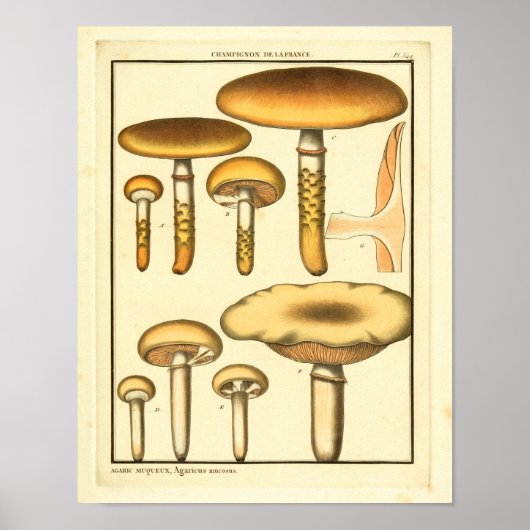 Poster Champignons vintages Fungus Brown Art français Imp (Devant)