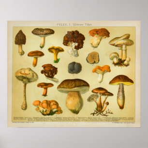 Poster Champignons vintages Pilze Variété Tabourets Impri