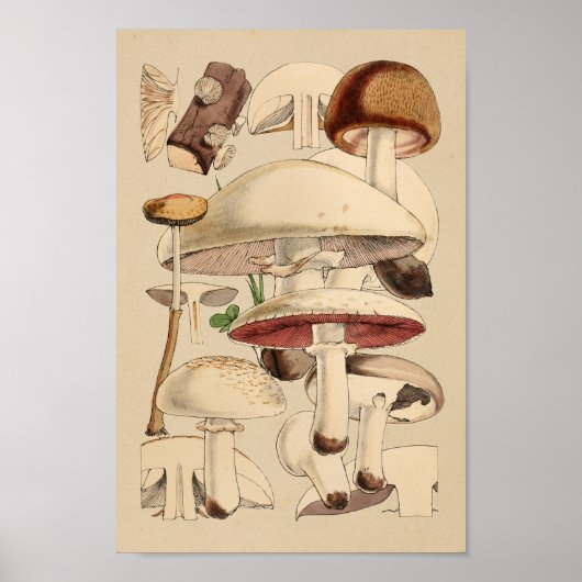 Poster Champignons vintages Variétés Art Brown rouge Impr (Devant)