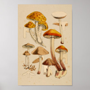 Poster Champignons vintages Variétés Rouge Orange Art Imp