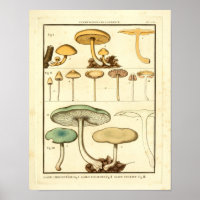 Champignons vintages Vert Jaune Art Français Impri