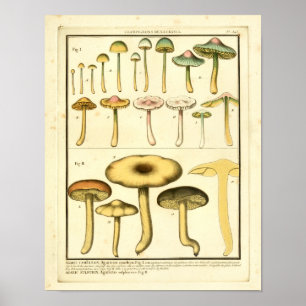 Poster Champignons vintages Vert Jaune Art Français Impri