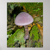 Poster Champignons violets sur l'affiche du journal de Mo (Devant)