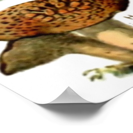 POSTER CHAMPIONNATS 4 (Coin)