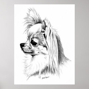 Poster Championne du Longcoat Chihuahua