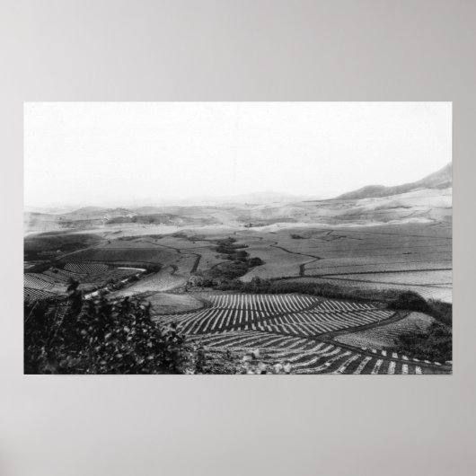 Poster Champs d'ananas à Hawaii PhotoHawaii (Devant)