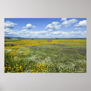 Poster Champs dans le printemps près de Guadalupe