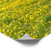 Poster Champs de Dandelion (Coin)