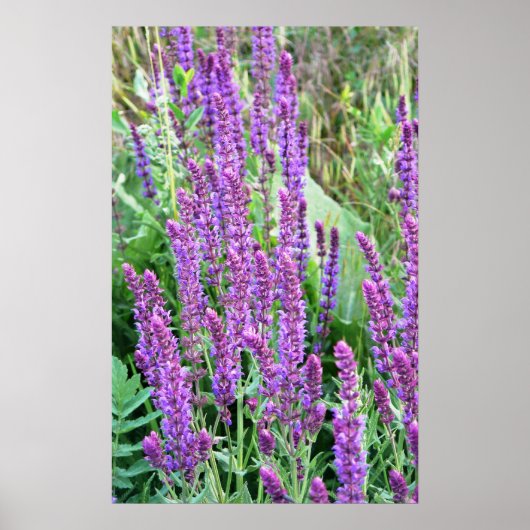 Poster Champs de fleurs sauvages Salvia violette Roumanie (Devant)