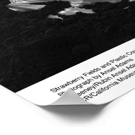 Poster Champs de fraises avec couvertures de fumigation p (Coin)