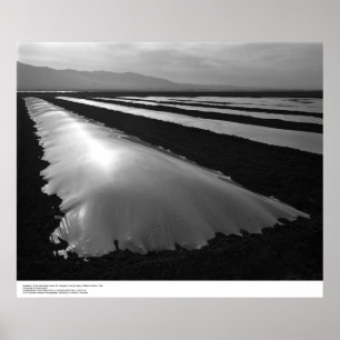 Poster Champs de fraises avec couvertures de fumigation p