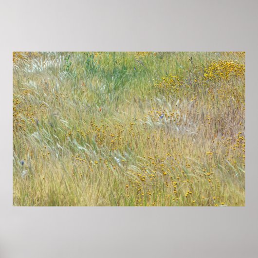 Poster Champs de Goldfields et d'herbe (Devant)