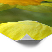 Poster Champs de jonquilles.... (Coin)
