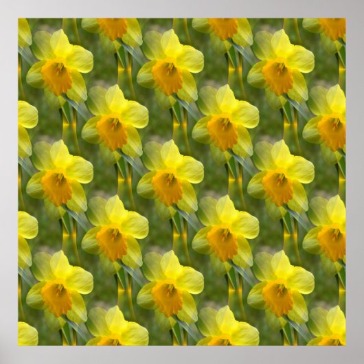 Poster Champs de jonquilles.... (Devant)