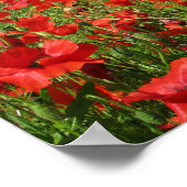 Poster Champs de pavot (Coin)