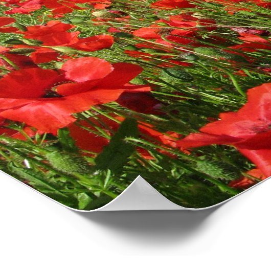 Poster Champs de pavot (Coin)