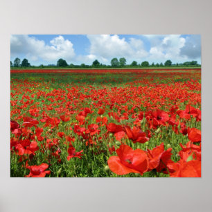 Poster Champs de pavot