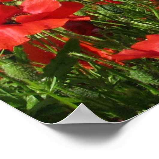 Poster Champs de pavot (Coin)