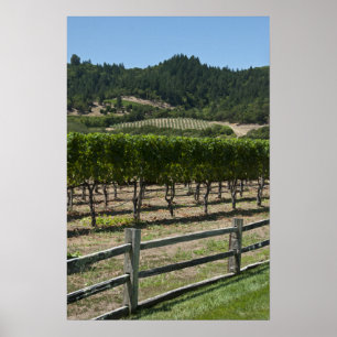 Poster Champs de raisins de vignoble rustique