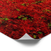 Poster Champs de rubis (Coin)