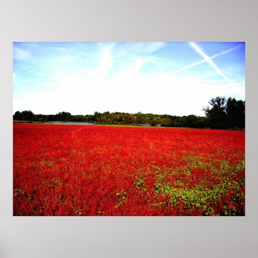 Poster Champs de rubis (Devant)