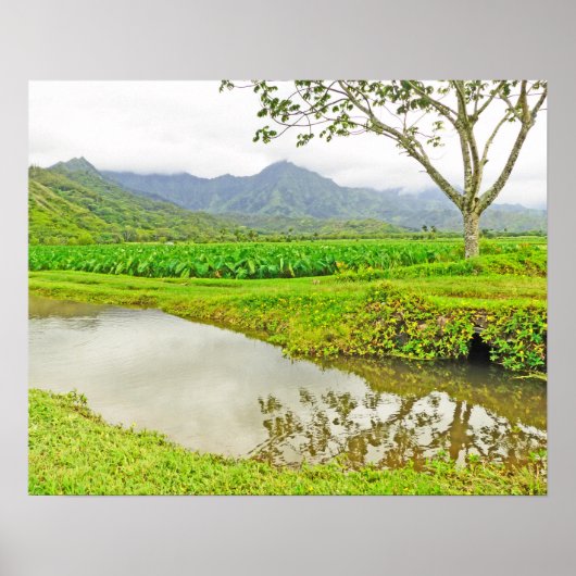 POSTER CHAMPS DE TARO DE HANALEI (KAUAI) (Devant)