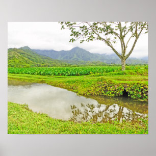POSTER "CHAMPS DE TARO SUR LA ROUTE DE HANALEI"