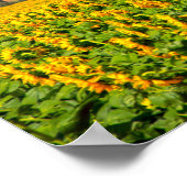Poster Champs de tournesol (Coin)