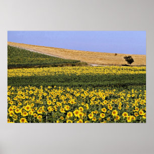 Poster Champs de tournesol, Toscane, fleurs d'Italie