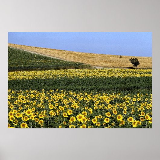 Poster Champs de tournesol, Toscane, Italie (Devant)