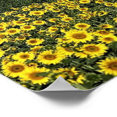 Poster Champs de tournesol, Toscane, Italie (Coin)