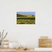 Poster Champs de tournesol, Toscane, Italie (Cuisine)