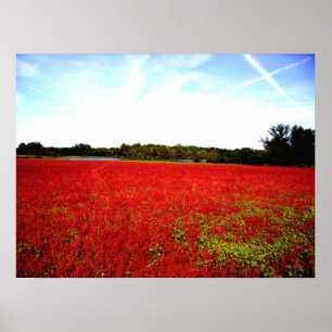 Poster Champs des rubis
