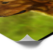 Poster Champs d'or (Coin)