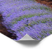 Poster Champs Lavendar (Coin)