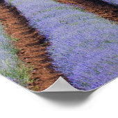 Poster Champs Lavendar (Coin)