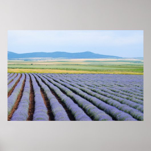 Poster Champs Lavendar (Devant)