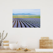 Poster Champs Lavendar (Cuisine)