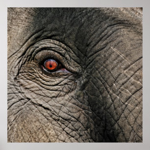 POSTER CHANG MAI ELEPHANT EYE