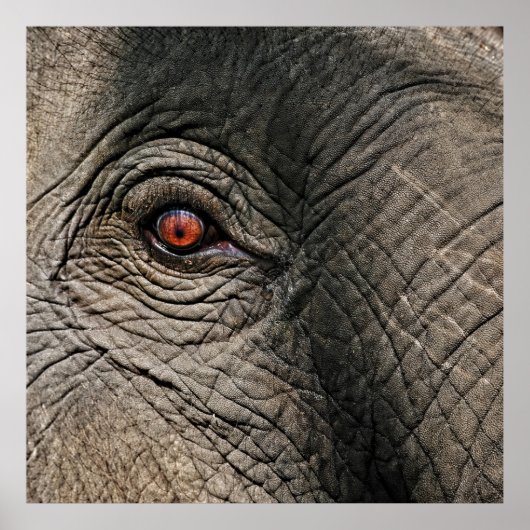 POSTER CHANG MAI ELEPHANT EYE (Devant)