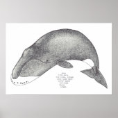 Poster chansons de baleine (Devant)