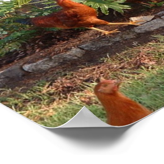 Poster Chant de poulet (Coin)